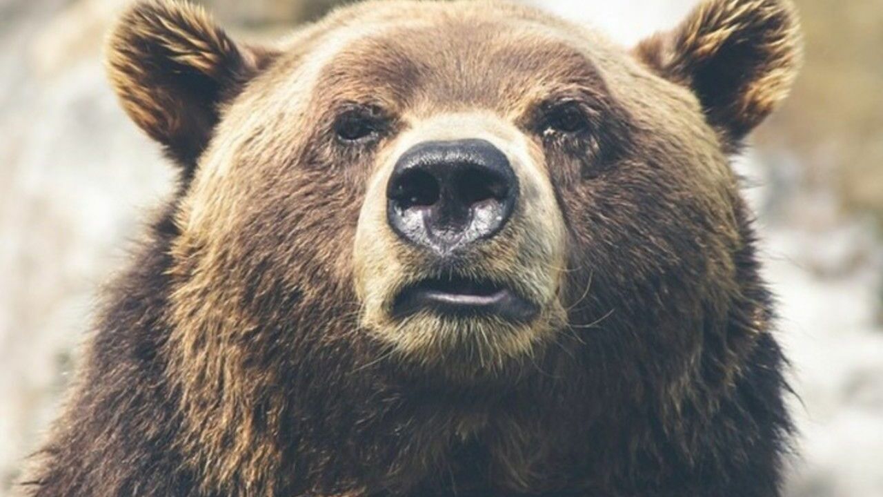 Медведь напал на двух мужчин в Якутии