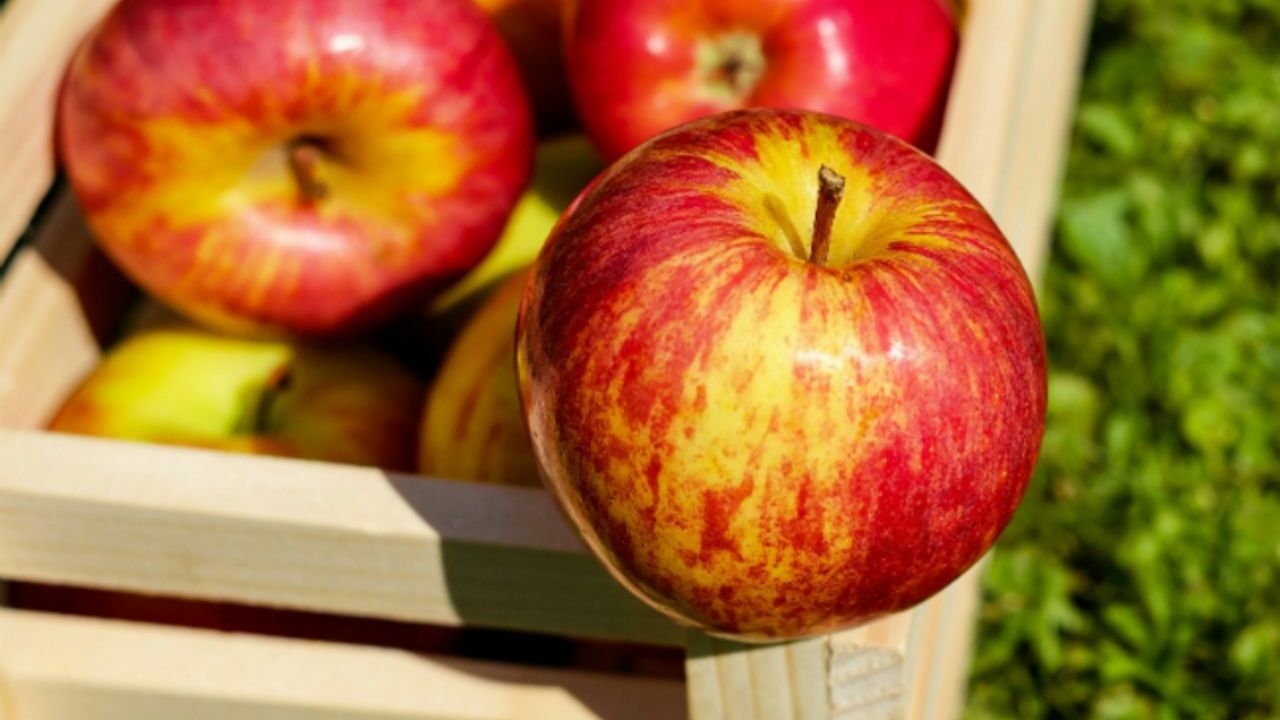 Диетолог рассказала, когда нельзя есть яблоки