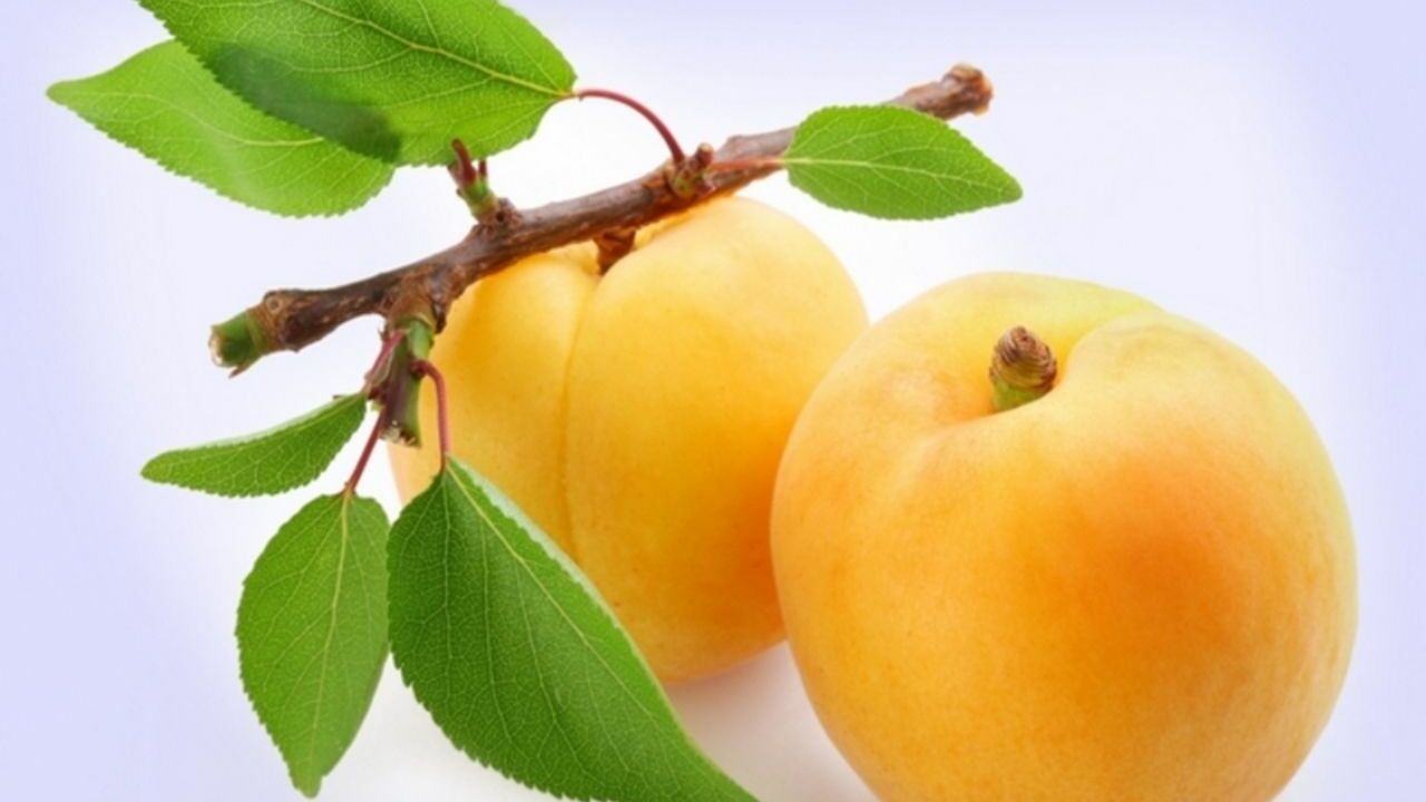 Черешня, абрикосы и кивано: какие экзотические плоды можно вырастить на подмосковных участках