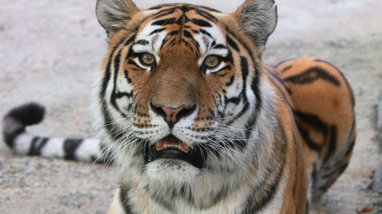 В Приморье амурский тигр напал на местную жительницу