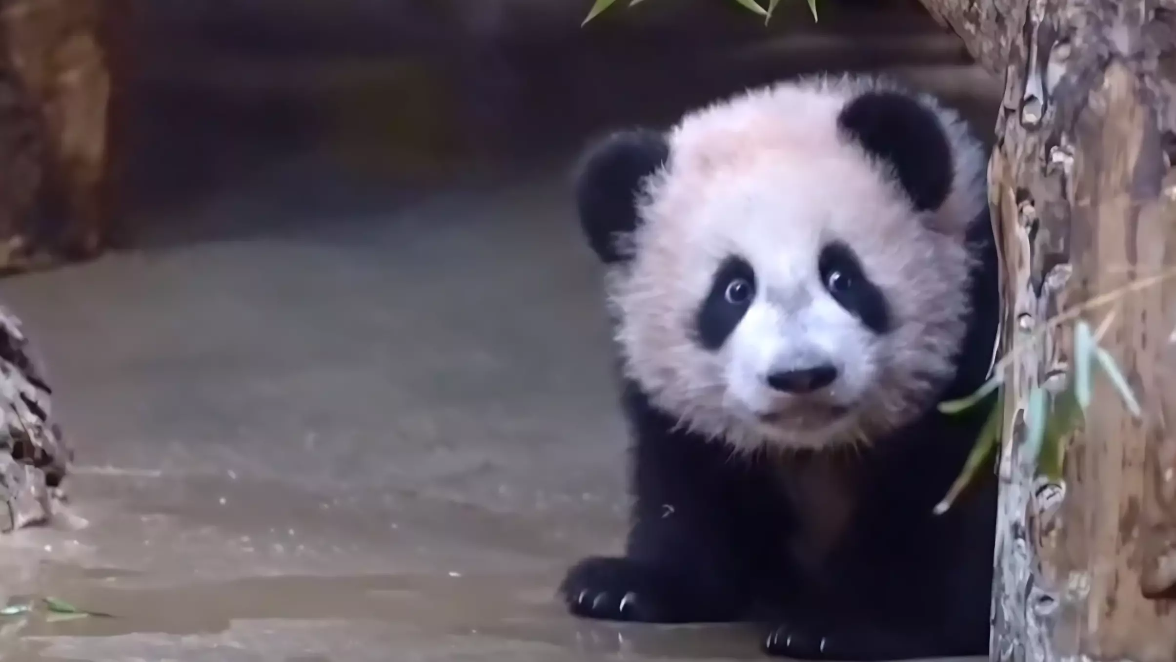 Маленькую панду Катюшу с 8 марта смогут увидеть все посетители зоопарка (видео)