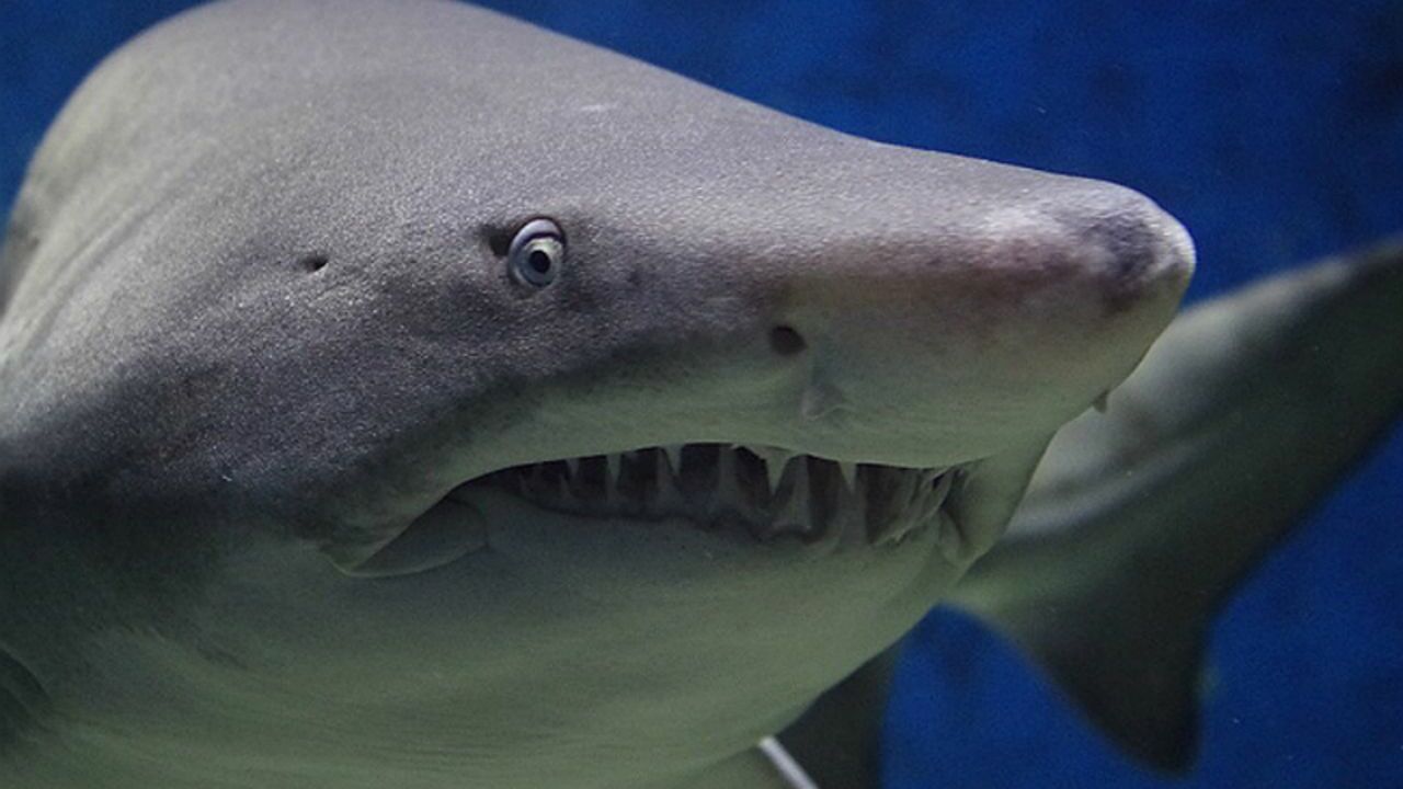 В Новой Каледонии акула убила туриста из Австралии