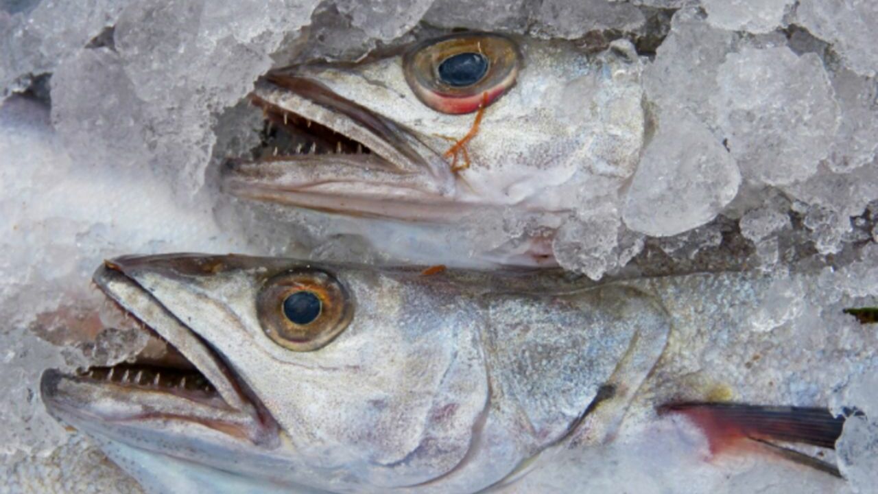 Россия усилит радиационный контроль за рыбной продукцией из Японии