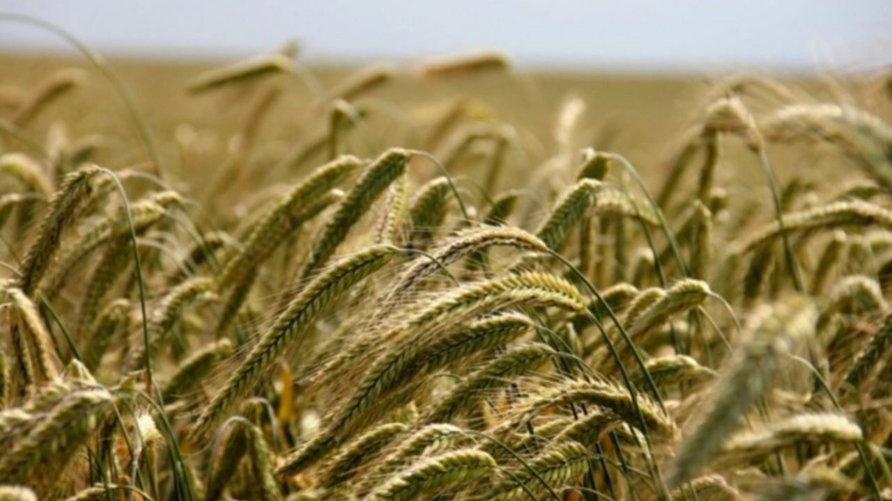 Bloomberg: Избыток украинского зерна в Европе может привести к смене правительств
