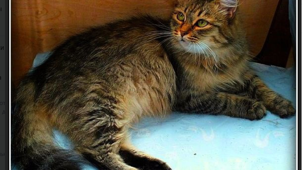 Самая старая кошка России умерла в Тюмени почти в 32 года
