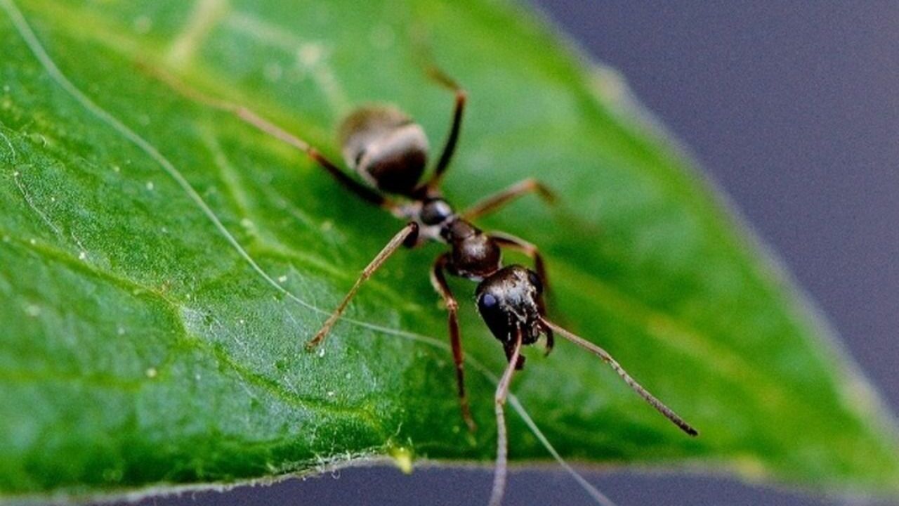 Агроном рассказала, как избавиться от муравьев на дачном участке