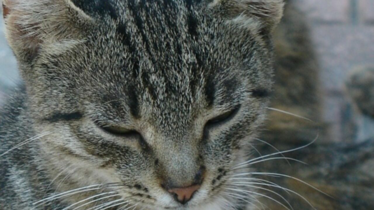 В Тверской области спасают жестоко изнасилованного кота — у животного развился некроз