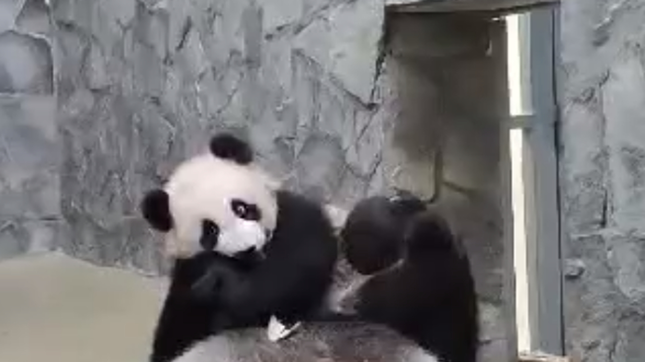 Малышку панду Катюшу заманили в большой экспозиционный вольер (видео)