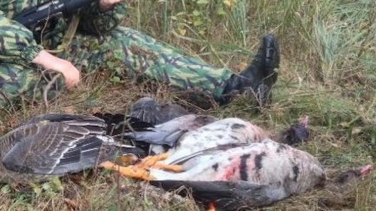В российском регионе охотник случайно подстрелил школьника, спутав его с гусями