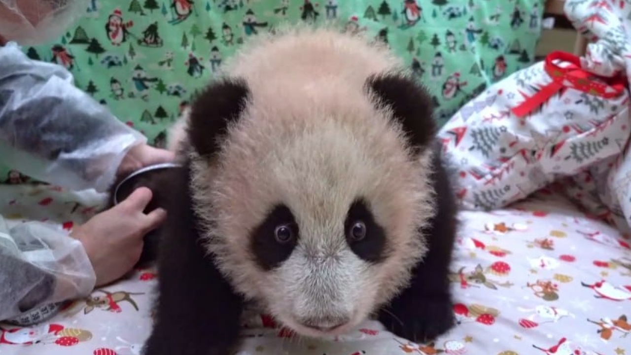 Девочка-панда из Московского зоопарка получила имя (фото)