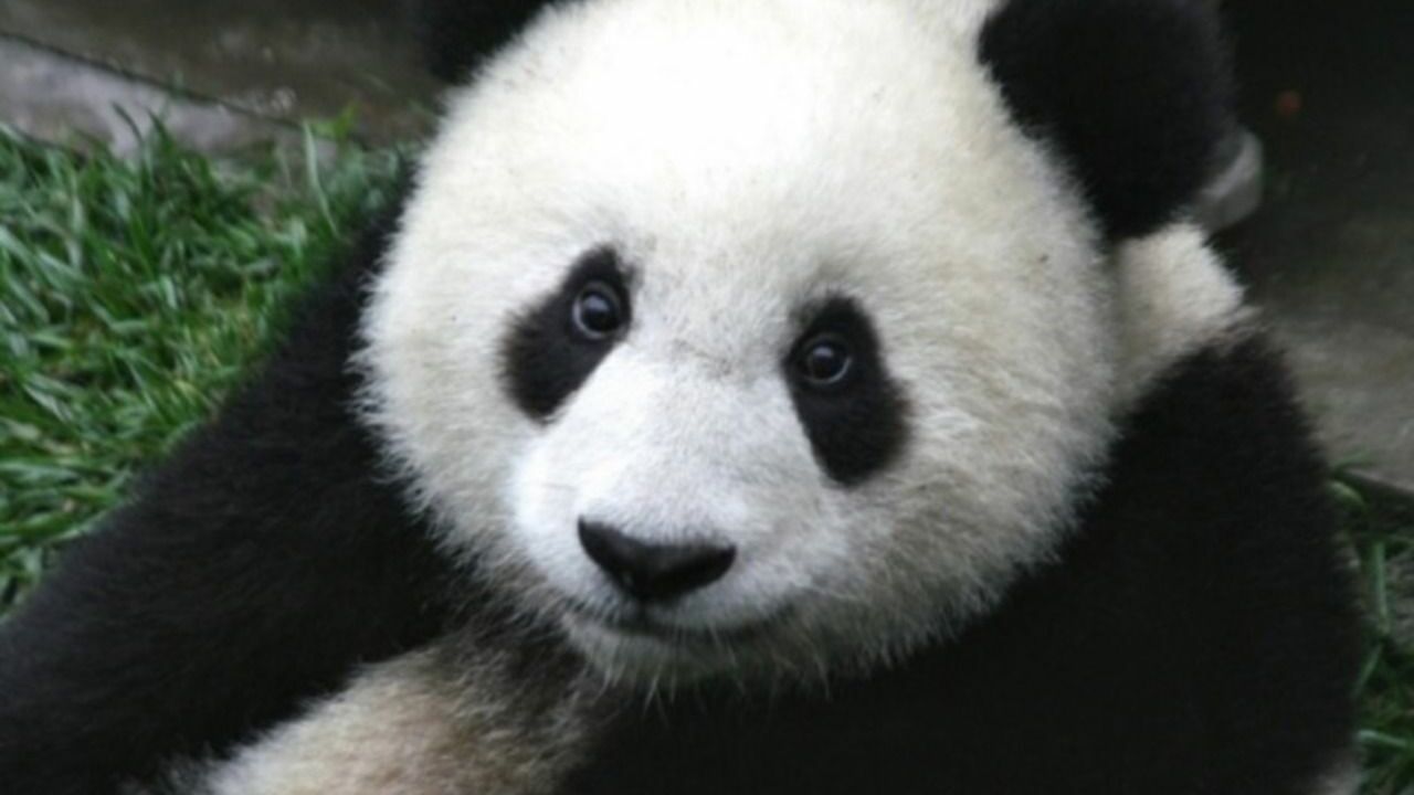 Китай заберет из США панду, посланную 20 лет назад в знак дружбы