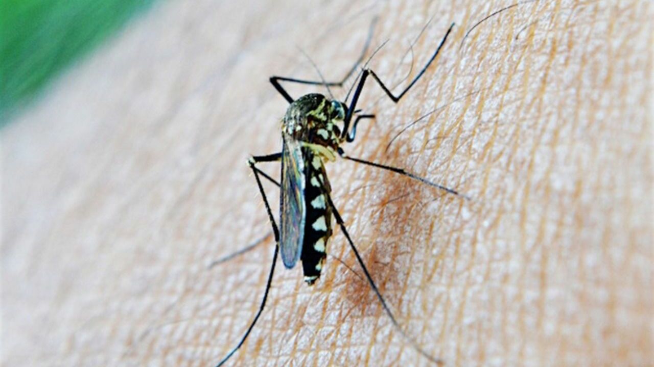 Ученые узнали, какие запахи привлекают комаров