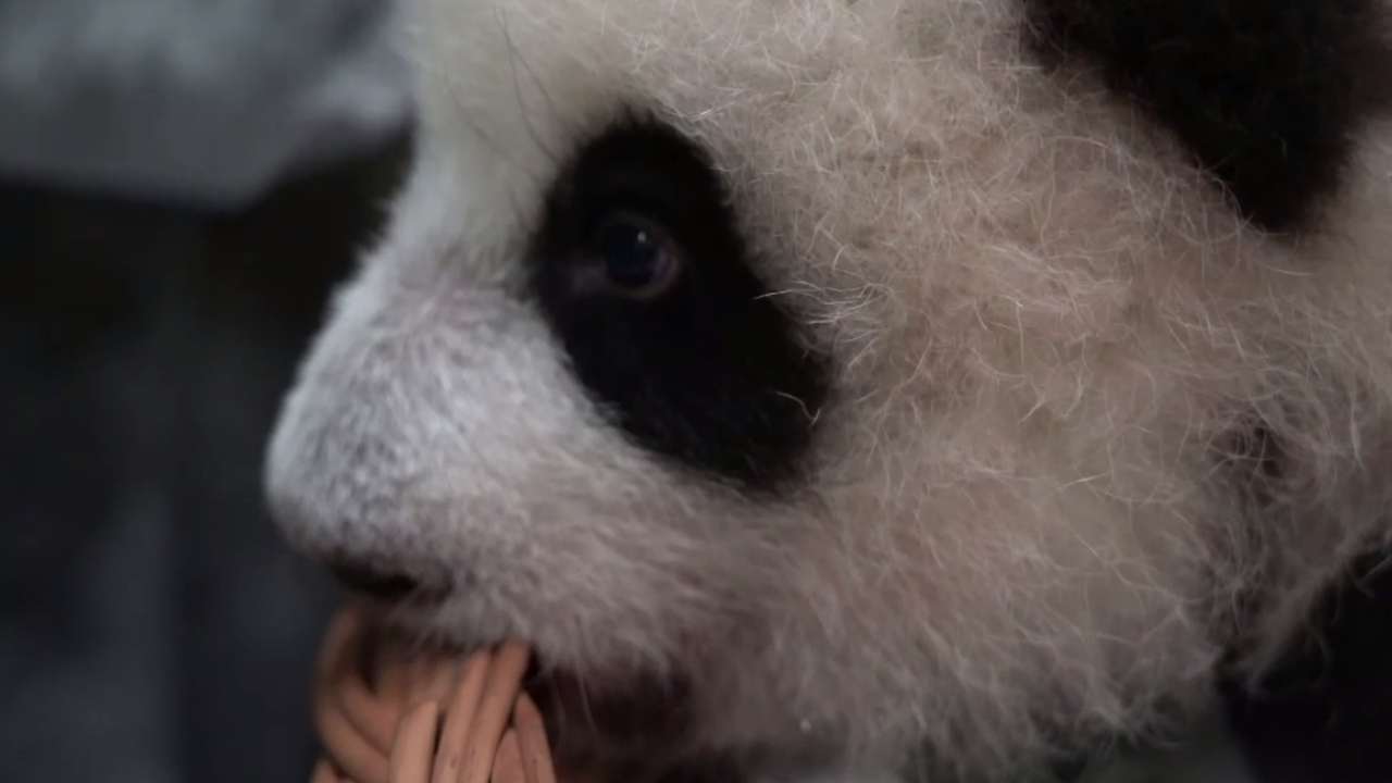 У маленькой панды из Московского зоопарка появились первые клыки (видео)