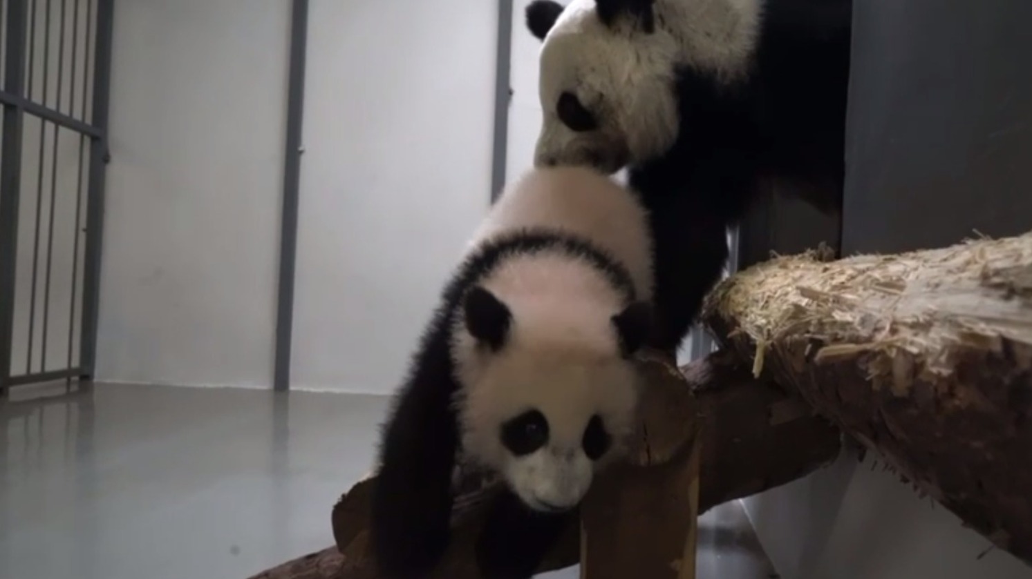 Маленькая панда Катюша бунтует против экспозиционного вольера (видео)