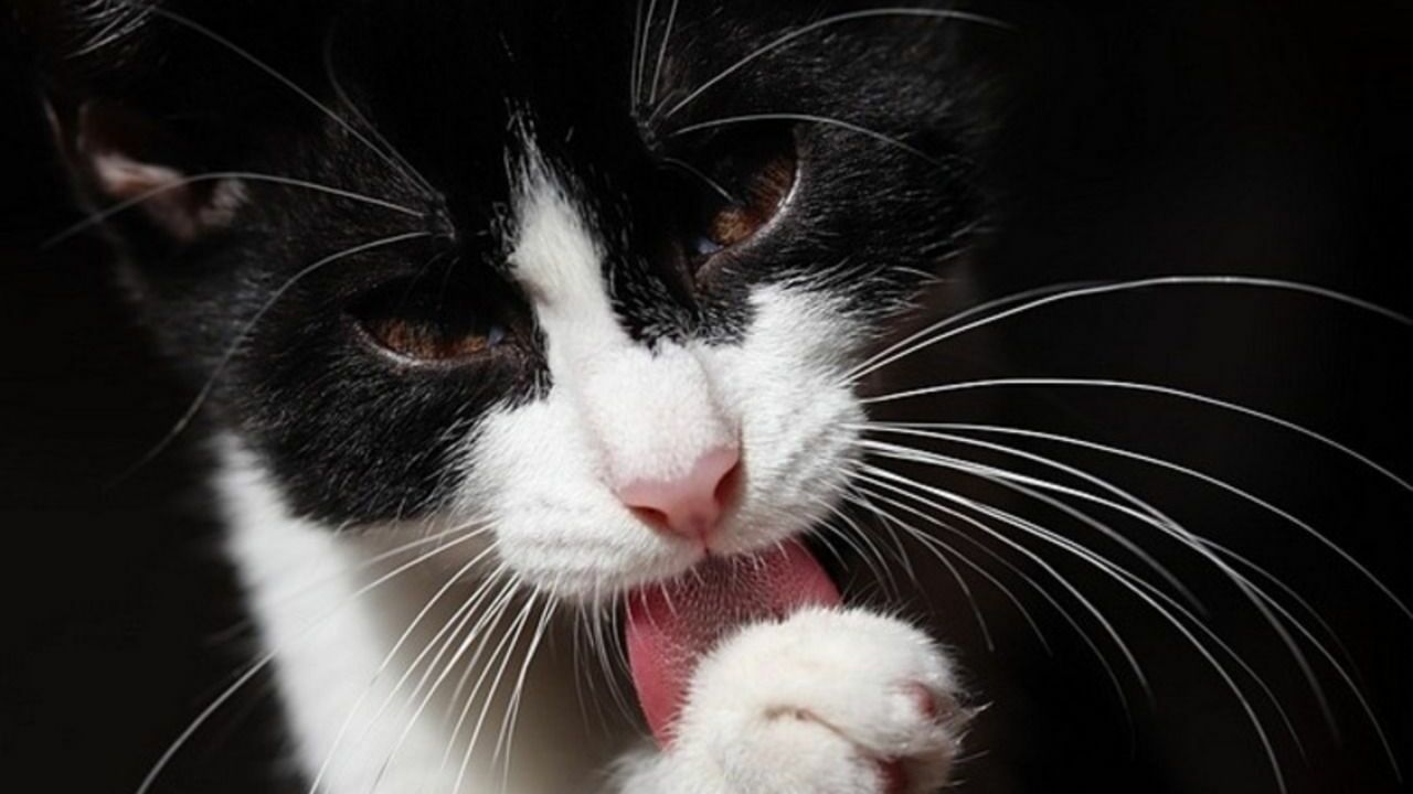 Эксперты рассказали, как снизить аллергическую реакцию на кошек