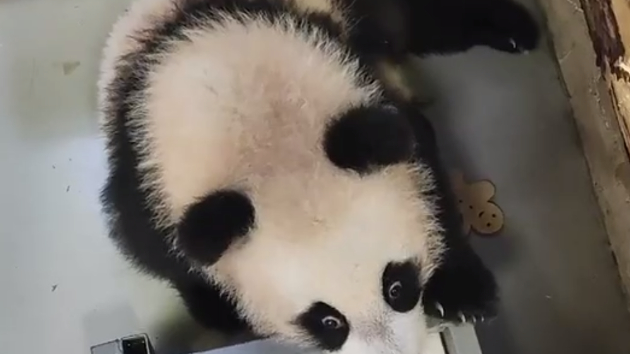 Маленькая панда Катюша вновь умилила пользователей соцсетей (видео)