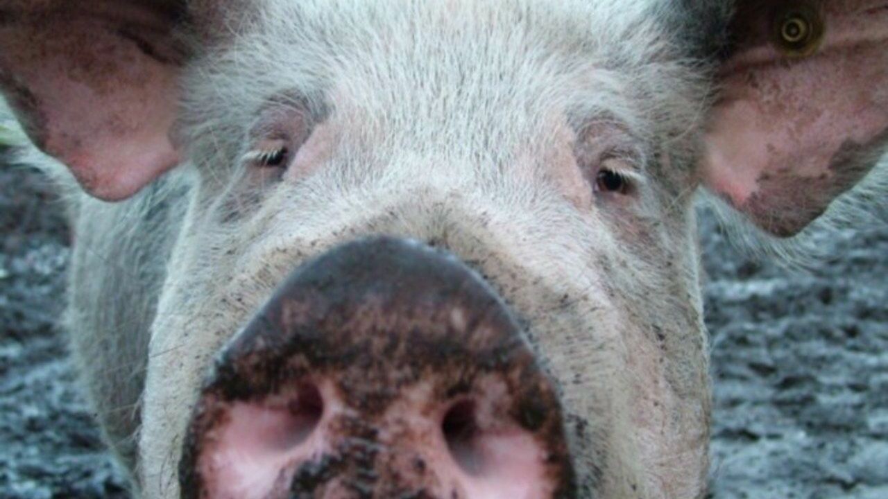 В Астраханской области выявили очаг африканской чумы свиней