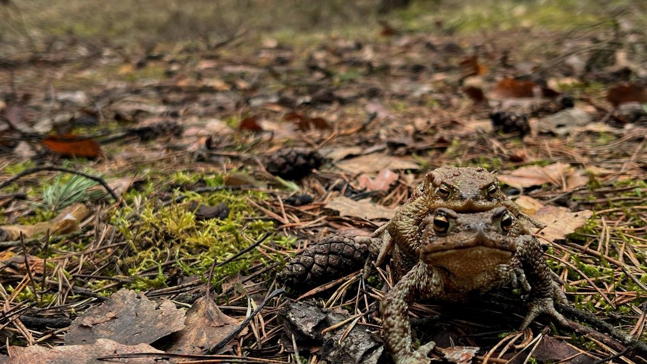 «Не больше трех в одно ведро»: «РосБалт» поучаствовал в спасении питерских жаб
